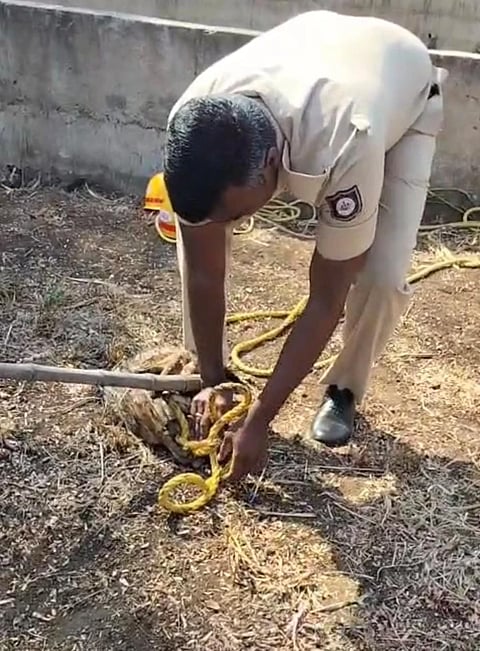 ಬಾವಿಯಲ್ಲಿ ಬಿದಿದ್ದ ನರಿ ರಕ್ಷಣೆ