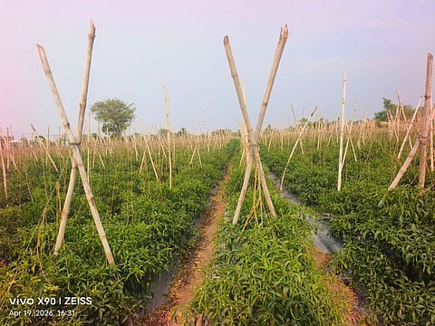 ರೈತನಿಗೆ ಸಿಹಿ ತಂದ ಮೆಣಸಿನಕಾಯಿ