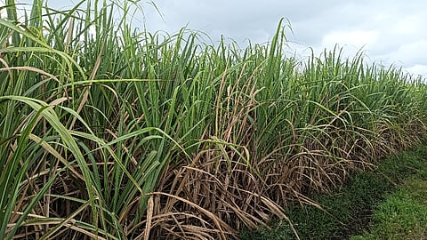 ಕಬ್ಬಿಗೆ ಗೊಣ್ಣೆ ಹುಳು ಬಾಧೆ