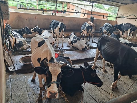 ಹೈನುಗಾರಿಕೆಗೆ ಹೆಸರಾದ ಮುಗಳಿ