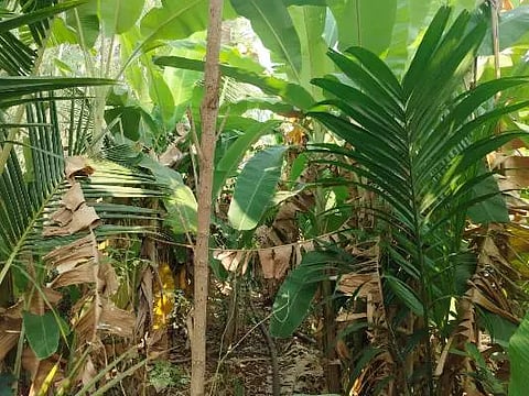 ಕೆಂಪರಾಜು ತೋಟದ ಸಮಗ್ರ ಬೆಳೆ ಪದ್ಧತಿ