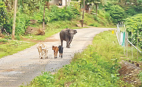 ಕರುಗಳನ್ನು ಅಟ್ಟಾಡಿಸಿದ ಕಾಡಾನೆ ಮರಿ 