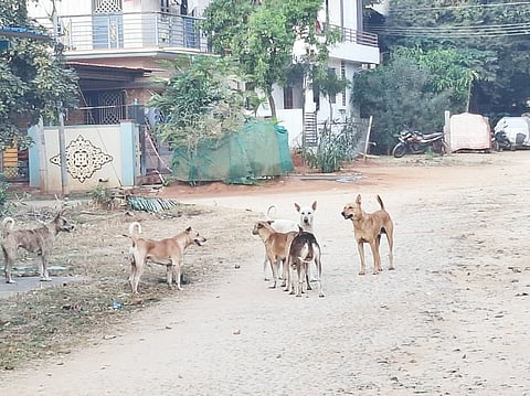 ಕೊಟ್ಟೂರಿನ ವಿದ್ಯಾನಗರದಲ್ಲಿ ನಾಯಿಗಳು ಗುಂಪಾಗಿ ಸೇರಿರುವುದು. 