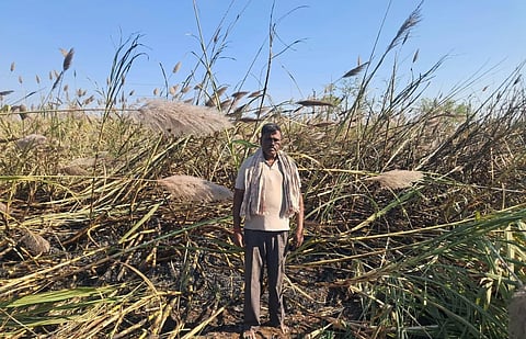 sugarcane burn