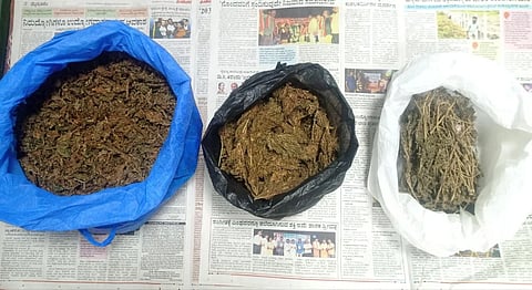 ಪೊಲೀಸರು ವಶಪಡಿಸಿಕೊಂಡಿರುವ ಗಾಂಜಾ