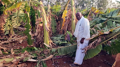 ಮಳೆಗೆ ನೆಲಕ್ಕಚ್ಚಿರುವ ಬಾಳೆ ಬೆಳೆ ಜತೆ ರೈತ