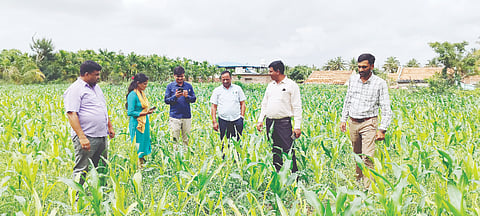 ಮುಸುಕಿನ ಜೋಳಕ್ಕೆ ಬಿಳಿ ಸುಳಿ ಕೀಟದ ಹಾವಳಿ ಕಾಣಿಸಿಕೊಂಡ ಹಿನ್ನೆಲೆಯಲ್ಲಿ ಕೃಷಿ ಇಲಾಖೆ ಅಧಿಕಾರಿಗಳು ತಾಲೂಕಿನ ಹೆಬ್ಬಾಳು ಸಮೀಪದ ಜಮೀನಿಗೆ ಭೇಟಿ ನೀಡಿ ಬೆಳೆ ಪರಿಶೀಲಿಸಿದರು.