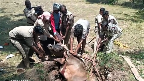 ವಡೇರಹೋಬಳಿ ಗ್ರಾಮದ ಗದ್ದೆಯಲ್ಲಿರುವ ಪಾಳು ಬಿದ್ದ ಬಾವಿಗೆ ಬಿದ್ದಿದ್ದ ಗೂಳಿಯೊಂದನ್ನು ಕುಂದಾಪುರ ಅಗ್ನಿಶಾಮಕ ಠಾಣೆ ಸಿಬ್ಬಂದಿ ರಕ್ಷಣೆ ಮಾಡಿದ್ದಾರೆ.