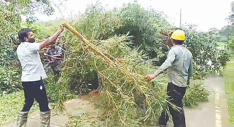 ಮೂರ್ನಾಡುವಿನಿಂದ ಬಲಮುರಿ ಪೈಸಾರಿ ಕಡೆಗೆ ಸಾಗುವ ವಿದ್ಯುತ್ ಮಾರ್ಗದ ಸುತ್ತಮುತ್ತ ಬೆಳೆದಿದ್ದ ಬಿದಿರು, ಮರ-ಗಿಡ ಹಾಗೂ ಬಳ್ಳಿಗಳನ್ನು ತೆರವುಗೊಳಿಸುವ ಕೆಲಸ ಮಾಡಲಾಯಿತು. 