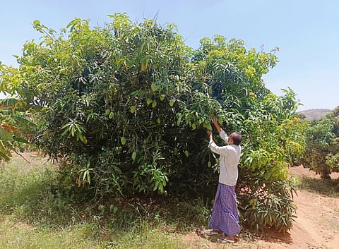 ಕಸಿ ಮಾಡಿದ ಮಾವಿನ ಮರ ವೀಕ್ಷಿಸುತ್ತಿರುವ ರೈತ ಶಿವರಾಜು