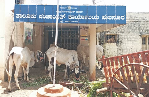 ಹುಲಸೂರು ತಾಲೂಕು ಪಂಚಾಯಿತಿ ಕಚೇರಿ ಮುಂದೆ ಗುರುವಾರ ದನದ ಕೊಟ್ಟಿಗೆ ಬಿಲ್​ ನೀಡಲು ಒತ್ತಾಯಿಸಿ ಬೇಲೂರ ರೈತರು ಜಾನುವಾರುಗಳೊಂದಿಗೆ ಆಗಮಿಸಿರುವುದು.