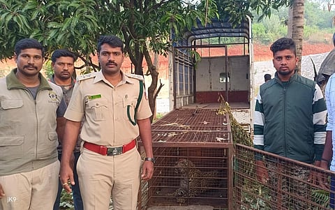 ಕನಕಪುರ ಗಡಸಹಳ್ಳಿ ಸಮೀಪದ ಗೋಶಾಲೆ ಪಕ್ಕದಲ್ಲಿ ಅರಣ್ಯ ಇಲಾಖೆಯ ಬೋನಿಗೆ ಚಿರತೆ ಸೆರೆಯಾಗಿದೆ.