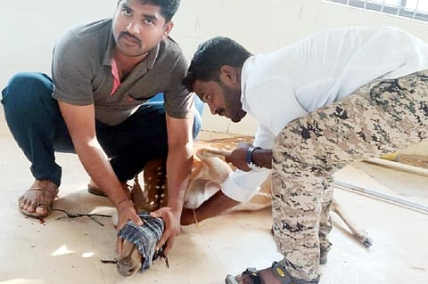 ಗುಂಡ್ಲುಪೇಟೆ ತಾಲೂಕಿನ ತೆರಕಣಾಂಬಿ ಗ್ರಾಮದ ಸಾರಿಗೆ ಬಸ್ ನಿಲ್ದಾಣಕ್ಕೆ ಬಂದಿದ್ದ ಗಾಯಗೊಂಡಿದ್ದ ಜಿಂಕೆಯನ್ನು ಅರಣ್ಯ ಸಿಬ್ಬಂದಿ ಚಿಕಿತ್ಸೆ ಕೊಡಿಸಲು ಕೊಂಡೊಯ್ಯುತ್ತಿರುವುದು.