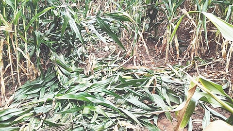 ಸರಗೂರು ತಾಲೂಕಿನ ಬಾಡಗ ಗ್ರಾಮದ ಜವರಯ್ಯ ಎಂಬುವರ ಜಮೀನಲ್ಲಿ ಮುಸುಕಿನ ಜೋಳವನ್ನು ಕಾಡಾನೆಗಳು ನಾಶ ಮಾಡಿರುವುದು.