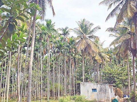 ತಿ ನರಸೀಪುರ ತಾಲೂಕಿನ ಆರ್.ಪಿ.ಹುಂಡಿ ಗ್ರಾಮದ ಬಳಿ ರೈತ ನಾಸಿರ್ ಹುಸೇನ್ ಅವರು ಸಮಗ್ರ ಕೃಷಿಯಲ್ಲಿ ಬೆಳೆದಿರುವ ಅಡಿಕೆ ಮರಗಳು.