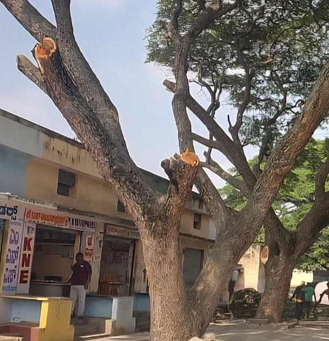 ಅಕ್ರಮವಾಗಿ ಮರಗಳ ಮಾರಣಹೋಮ? apmc
