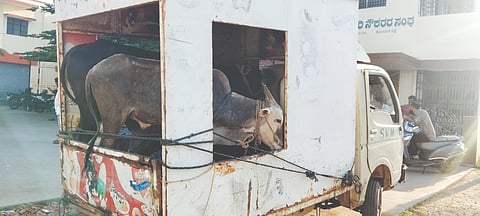 ಹಸುಗಳನ್ನು ಸಾಗಿಸುತ್ತಿದ್ದ ವಾಹನ ವಶ cows seized