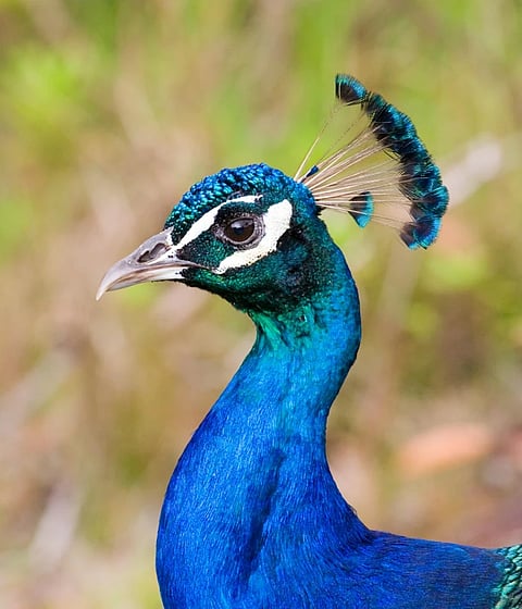 Another series of peacock deaths