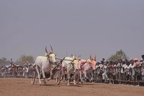 ಕೃಷಿ ಉತ್ಸವ ಅಂಗವಾಗಿ ಜೊಲ್ಲೆ ಗ್ರೂಪ್ ವತಿಯಿಂದ ಹಮ್ಮಿಕೊಂಡಿದ್ದ ಎತ್ತಿನ ಗಾಡಿ ಶರ್ಯತ್ತು ಸಾರ್ವಜನಿಕರ ಗಮನ ಸೆಳೆಯಿತು.