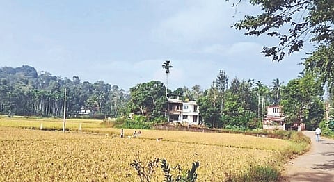 ಕೂಡುಗದ್ದೆ ಗ್ರಾಮದ ಸುತ್ತಮುತ್ತ ಇರುವ ಭತ್ತದ ಗದ್ದೆಗಳ ನೋಟ 