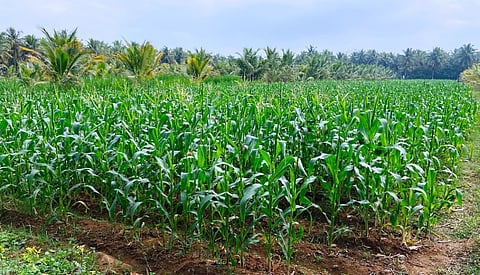 ಜಮೀನೊಂದರಲ್ಲಿ ಹಸಿರು ಮೇವು ಬೆಳೆದಿರುವುದು. 