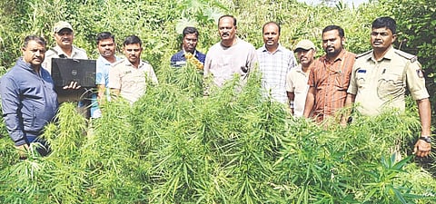 ಪುದುನಗರ ಗ್ರಾಮದ ಜಮೀನೊಂದರಲ್ಲಿ ಬೆಳೆದಿದ್ದ ಗಾಂಜಾವನ್ನು ಪೊಲೀಸರು ವಶಕ್ಕೆ ಪಡೆದರು. ಚಿಕ್ಕರಾಜಶೆಟ್ಟಿ, ಲೋಕೇಶ್ ಹಾಗೂ ಸಿಬ್ಬಂದಿ ಇದ್ದರು. 