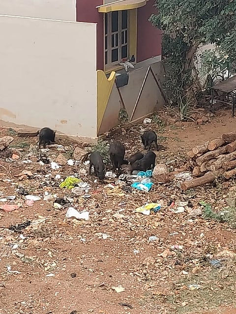 ಕೊಳ್ಳೇಗಾಲ ಪಟ್ಟಣದ ಶ್ರೀ ಶಿವಕುಮಾರ ಸ್ವಾಮೀಜಿ ಬಡಾವಣೆಯಲ್ಲಿ ಹಂದಿಗಳು ಕಾಣಿಸಿಕೊಂಡಿರುವುದು.