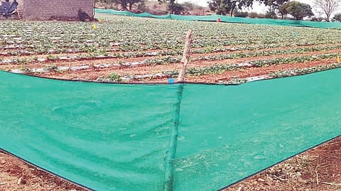 ಕುಷ್ಟಗಿ ತಾಲೂಕಿನ ಹೊಮ್ಮಿನಾಳದ ಜಮೀನೊಂದರಲ್ಲಿ ಬೀಜೋತ್ಪಾದನೆಯ ಕಲ್ಲಂಗಡಿ ಬೆಳೆ ರಕ್ಷಣೆಗೆ ಹೊಲದ ಸುತ್ತ ಪರದೆ ಅಳವಡಿಸಿರುವುದು.