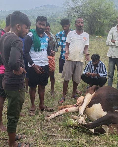 ಗುಂಡ್ಲುಪೇಟೆ ತಾಲೂಕಿನ ಕಲ್ಲುಕಟ್ಟೆ ಹಳ್ಳ ಜಲಾಶಯದ ಬಳಿ ಹುಲಿ ದಾಳಿ ನಡೆಸಿದ ಪರಿಣಾಮ ಗಾಯಗೊಂಡ ಹಸುವನ್ನು ಸಾರ್ವಜನಿಕರು ವೀಕ್ಷಿಸಿದರು.