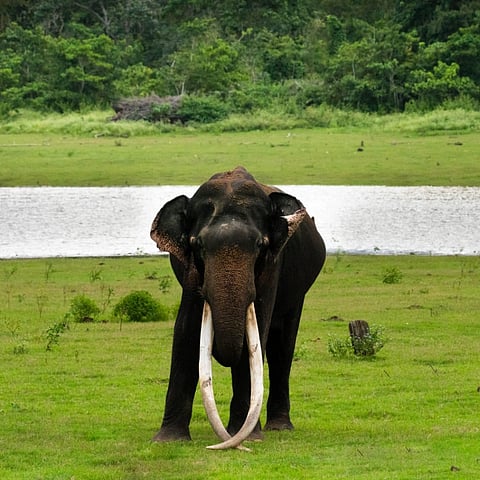 ಕಾಡಾನೆ ಭೋಗೇಶ್ವರ 