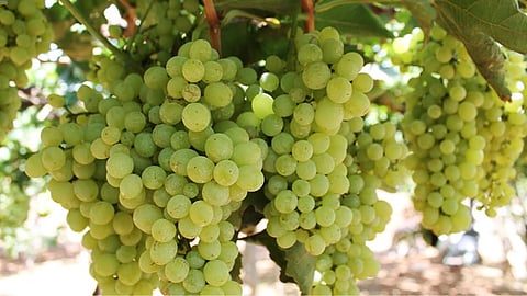 ದ್ರಾಕ್ಷಿ ಬೆಳೆ