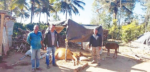 ಬೇಲೂರು ತಾಲೂಕಿನ ಅರೇಹಳ್ಳಿ ಹೋಬಳಿಯ ಬಾಸೂರ ಗ್ರಾಮದಲ್ಲಿ ಕಾಡಾನೆ ದಾಳಿಗೆ ಸಿಲುಕಿ ಗಂಭೀರವಾಗಿ ಗಾಯಗೊಂಡಿರುವ ಹಸುವನ್ನು ಪರಿಶೀಲಿಸಿದ ಅರಣ್ಯ ಇಲಾಖೆ ಅಧಿಕಾರಿ ಯತೀಶ್ ಮತ್ತಿತರರಿದ್ದರು.