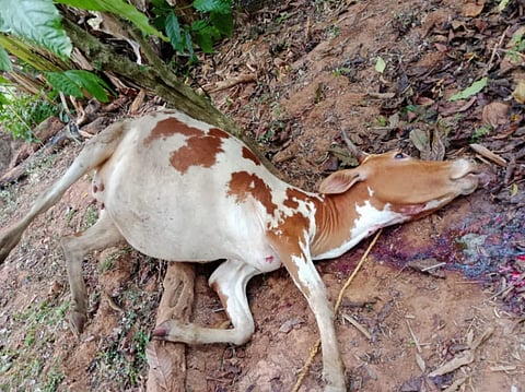 ಹುಲಿ ದಾಳಿ ಮಾಡಿ ಹಸುವನ್ನು ಕೊಂದು ಹಾಕಿದೆ.