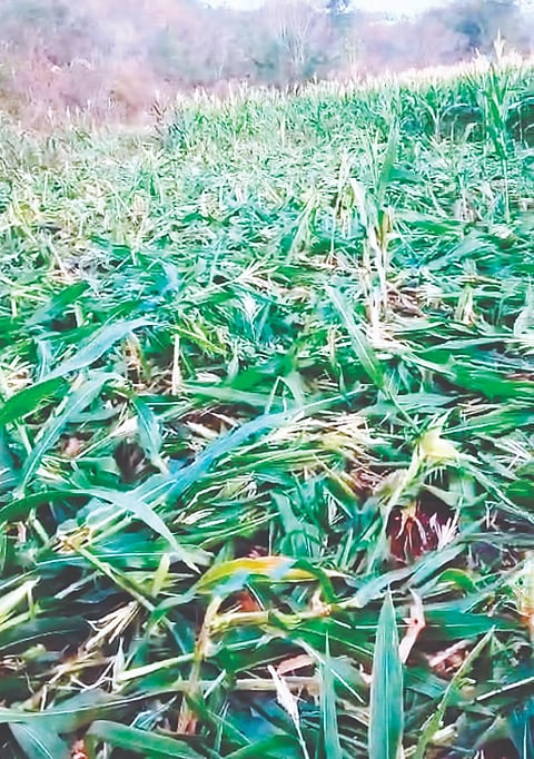 ಕೂಡಲೂರು ಗ್ರಾಮದ ವೆಂಕಟಾಚಲ ಎಂಬುವರ ಜಮೀನಿಗೆ ಕಾಡು ಪ್ರಾಣಿಗಳು ಲಗ್ಗೆ ಇಟ್ಟು ಮುಸುಕಿನ ಜೋಳದ ಫಸಲನ್ನು ನಾಶಪಡಿಸಿರುವುದು. 