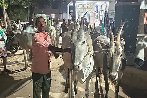 ಹೊಳೆಹೊನ್ನೂರು ಪೊಲೀಸರು ವಶಕ್ಕೆ ಪಡೆದ ಹೋರಿಗಳು.