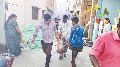 Deer rescued after taking refuge in a restroom while being chased by dogs.