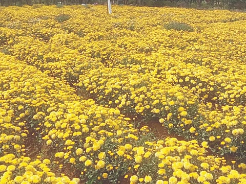 ಹೆಮ್ಮಾಡಿ ಭಾಗದಲ್ಲಿ ಬೆಳೆದು ನಿಂತಿರುವ ಸೇವಂತಿಗೆ ಹೂ