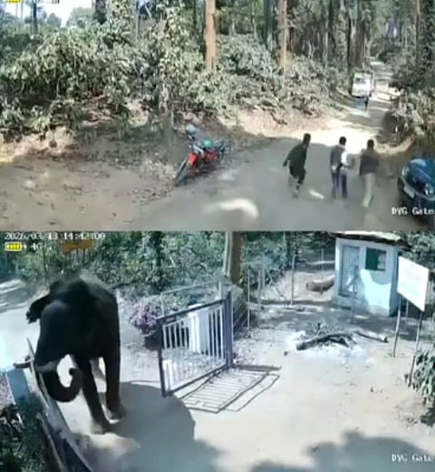 ಸಿದ್ದಾಪುರ ಸಮೀಪದ ಎಮ್ಮೆ ಗುಂಡಿ ಟಾಟಾ ಎಸ್ಟೇಟ್ ಮುಖ್ಯ ಗೇಟ್ ಬಳಿ ಕಾಡಾನೆ ಸೆರೆ ಕಾರ್ಯಾಚರಣೆ ವೇಳೆ ಅರಣ್ಯ ಇಲಾಖೆ ಸಿಬ್ಬಂದಿ ಮೇಲೆ ಆನೆ ದಾಳಿಗೆ ಯತ್ನಿಸಿರುವುದು.