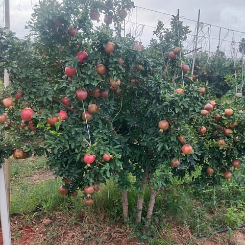 Pomegranate growers distressed by price slump.