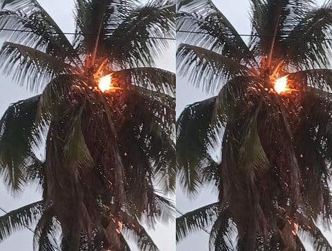 ಮರದಲ್ಲಿ ಬೆಂಕಿ ಕಾಣಿಸಿಕೊಂಡಿರುವುದು