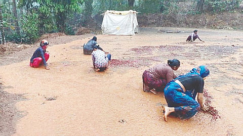 ತಾಲೂಕಿನ ಅರೇಹಳ್ಳಿ ಹೋಬಳಿಯ ನಲ್ಕೆ ಗ್ರಾಮದಲ್ಲಿ ಮಳೆ ನೀರಿನಲ್ಲಿ ಕೊಚ್ಚಿ ಹೋಗುತ್ತಿದ್ದ ಕಾಫಿಯನ್ನು ತಡೆಯಲು ಬೆಳೆಗಾರರು ಹಾಗೂ ಕಾರ್ಮಿಕರು ಪ್ರಯತ್ನಿಸಿದರು.