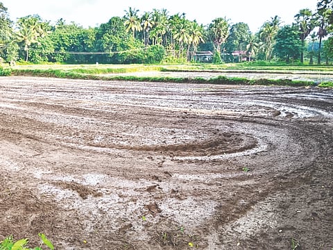  ನೀರಿಲ್ಲದೆ ಸೊರಗುತ್ತಿರುವ ಕೃಷಿ ಭೂಮಿ.