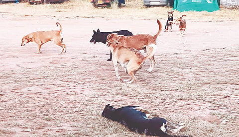 ಪೊನ್ನಂಪೇಟೆಯಲ್ಲಿ ಬೀದಿ ನಾಯಿಗಳು.