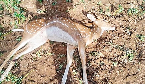 ಗುಂಡ್ಲುಪೇಟೆ ತಾಲೂಕಿನ ಬೇಗೂರಿನಲ್ಲಿ ಬೀದಿನಾಯಿಗಳ ದಾಳಿಯಿಂದ ಮೃತಪಟ್ಟ ಜಿಂಕೆ.