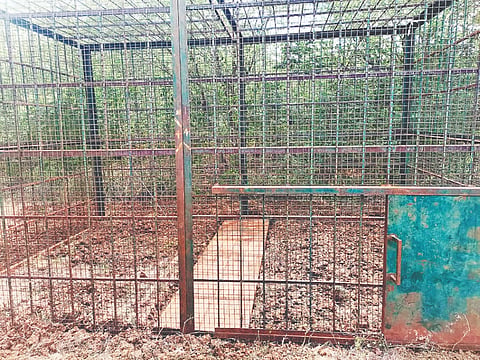 ಗುಂಡ್ಲುಪೇಟೆ ತಾಲೂಕಿನ ವಡೆಯನಪುರ ಗ್ರಾಮದಲ್ಲಿ ಹುಲಿ ಸೆರೆಗೆ ಅರಣ್ಯ ಇಲಾಖೆ ತುಮಕೂರು ಮಾದರಿಯ ಬೋನು ಅಳವಡಿಸಿದ್ದಾರೆ.