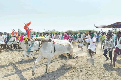 ಕನಕಗಿರಿಯಲ್ಲಿ ಶಿವರಾತ್ರಿ ಅಂಗವಾಗಿ ಹಮ್ಮಿಕೊಂಡಿದ್ದ ಕುಂಟಿದಿಂಡಿನ ಮೇಲೆ ಉಸುಕಿನ ಚೀಲ ಎಳೆಯುವ ಸ್ಪರ್ಧೆ ನಡೆಯಿತು.