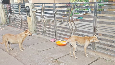 ಸಾಗರ ನಗರದ ರಸ್ತೆಯೊಂದರಲ್ಲಿ ಬೀದಿ ನಾಯಿಗಳು.