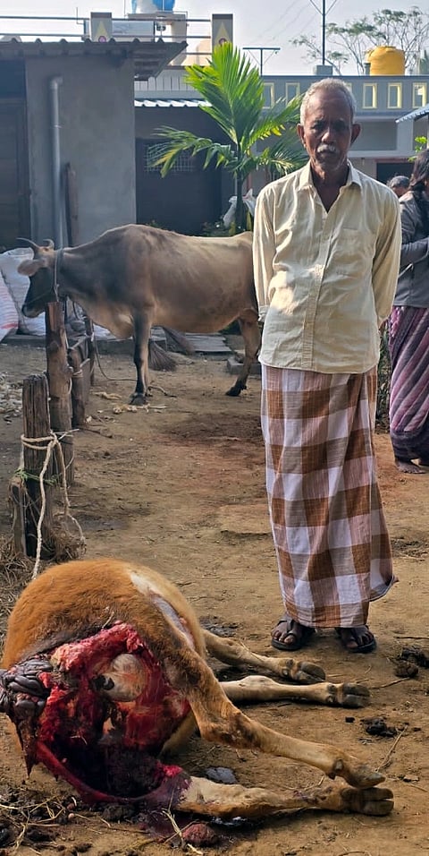 ಯಳಂದೂರು ತಾಲೂಕಿನ ಚಾಮಲಾಪುರ ಗ್ರಾಮದಲ್ಲಿ ಸೋಮವಾರ ಬೆಳಿಗ್ಗೆ ಚಿರತೆ ದಾಳಿ ನಡೆಸಿ ಭಟ್ಟನ ಸಿದ್ದಪ್ಪಸ್ವಾಮಿ ಅವರ ಹಸುವನ್ನು ಕೊಂದಿರುವುದು.