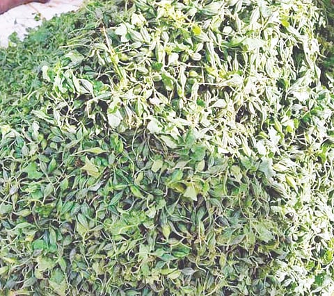ಯಲಬುರ್ಗಾ ಮಾರುಕಟ್ಟೆಗೆ ಲಗ್ಗೆಯಿಟ್ಟ ಕರ್ಚಿಕಾಯಿ.