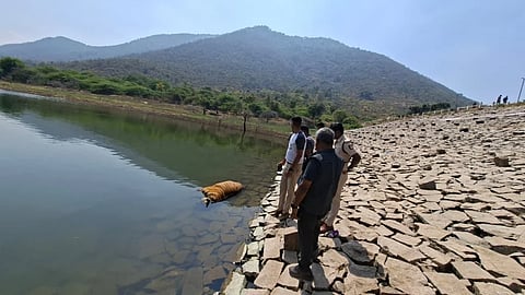 ಉರುಳಿಗೆ ಸಿಲುಕಿ ಮೃತಪಟ್ಟ ಹುಲಿ